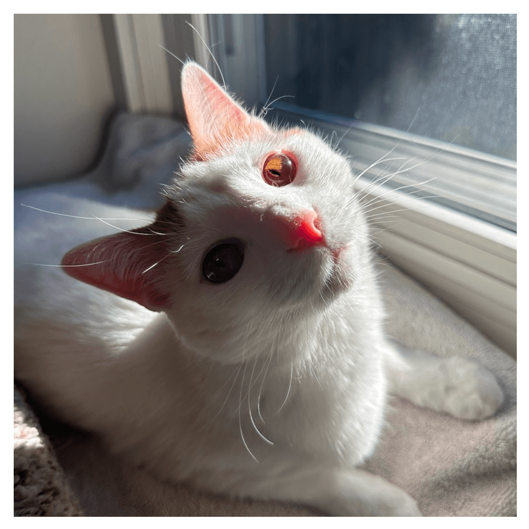Max the cat looking cute